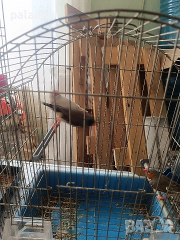 зеброви амадини