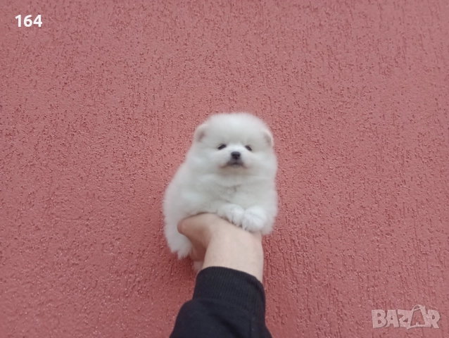 Бели Померани. Реални снимки от 05.01.26 г. , снимка 8 - Померан - 52932932