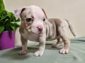 American Bully Pocket, снимка 1