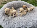 Продавам чихупинчери , снимка 2