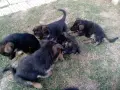 Немска овчарка бебе, снимка 1