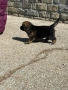 Продавам кучета, снимка 8