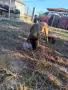 Белгийска овчарка малиноа , снимка 6