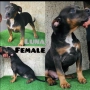 American Bully XL, снимка 10