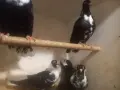 гълъби на въртене, снимка 3