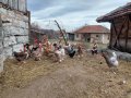Продавам яйца от смесено стадо кокошки , снимка 15