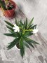 зокум лян олеандър, снимка 1 - Градински цветя и растения - 42294548