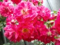 Катерливи рози, снимка 1 - Градински цветя и растения - 42545209