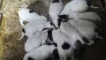 английски сетер, снимка 2
