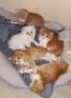 Персийски котета, снимка 1