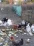 продавам домашно гледани пуйки пуяци за празниците , снимка 5