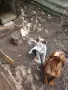 Западносибирска лайка, снимка 5