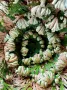 Йерихонска роза, rose of Jericho, селагинела (Selaginella lepidophylla), снимка 3