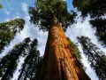 Екзотични нови 15 семена гигантска секвоя мамутово дърво sequoiadendron giganteum декорация в двора, снимка 12