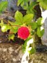 Декоративни ягоди, снимка 1 - Градински цветя и растения - 37939446