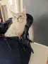 Женско коте Мейн куун, снимка 1