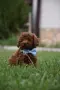 Той пудел Toy poodle, снимка 6