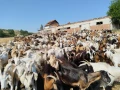 Продавам кози, снимка 8