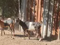 Продавам кози и ярета , снимка 1
