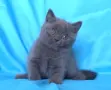Чистокръвни Британски късокосмести котенца, снимка 3