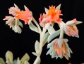 Сукулент Echeveria runionii Topsy Turvy в чаша . , снимка 8