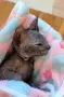 Дон Сфинкс момиченце , снимка 3