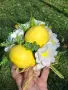 Ароматен букет с лимони и маргаритки, снимка 2
