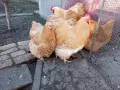 Яйца от орпингтон , снимка 4