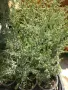 Аризонски кипарис, снимка 2