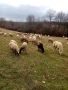 Продавам овце , снимка 7