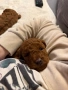 Момченце пудел/ male red poodle, снимка 9