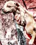 Американски питбул териер , снимка 5