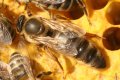 Пчелни майки сезон 2024 от лицензиран производител, снимка 1 - За пчели - 40413376