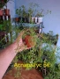 Различни видове цветя, снимка 8