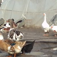 Яйца от патици и гъски, снимка 1 - Кокошки и пуйки - 44430990