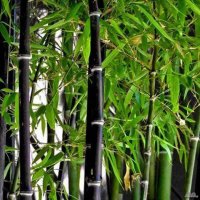 Бамбук Черен  (Phyllostachys nigra), снимка 1 - Стайни растения - 34128329
