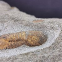 Фосил на Cyclopyge Sibilla - Палеозойска ера, снимка 5 - Колекции - 37910660