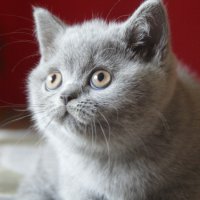 Британски котета, снимка 3 - Британска късокосместа - 10443215