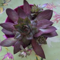 Сукуленти, снимка 4 - Градински цветя и растения - 27254664