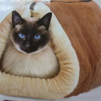 ✨ Меко и функционално сгъваемо одеяло-легло за домашни любимци, снимка 2 - За котки - 38775834