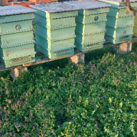 Пчелни семейства с или без кошерите, снимка 4 - Други животни - 44933368