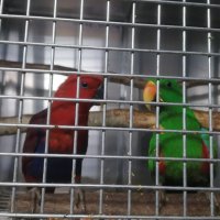 Продавам папагали монаси корели какарики амазони еклектуси , снимка 11 - Папагали - 39796186