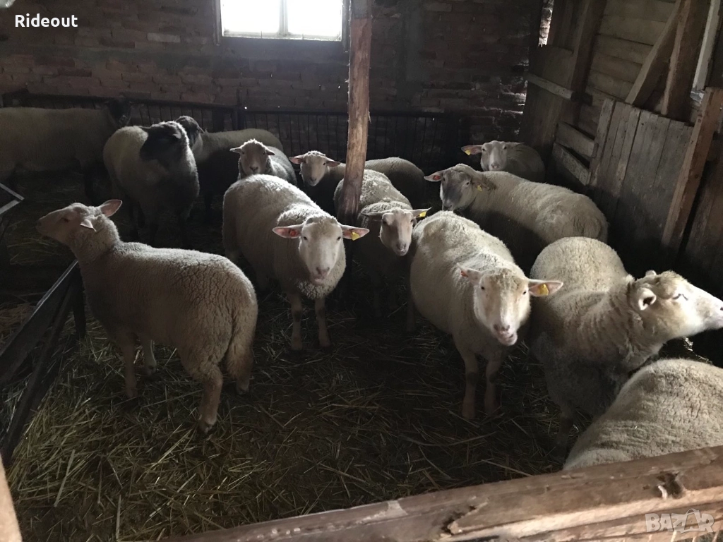 Заплодени/Бременни Овце (Мутон Шароле и др.), снимка 1
