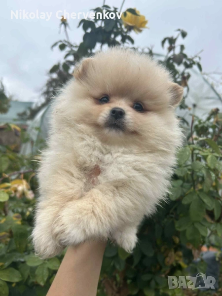 Померан померанчета, снимка 1