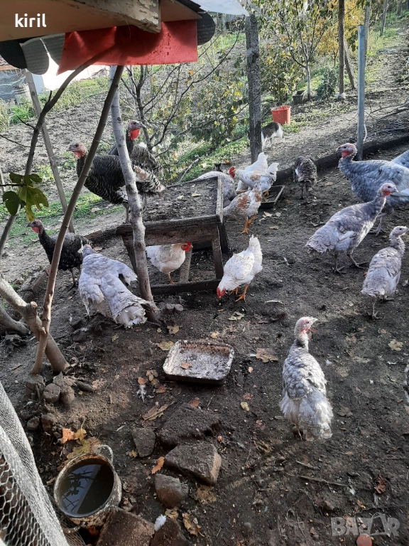 Продавам пуйки , снимка 1