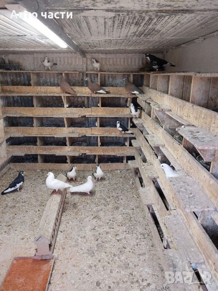 Продавам пазарджишки  високолетци, снимка 1