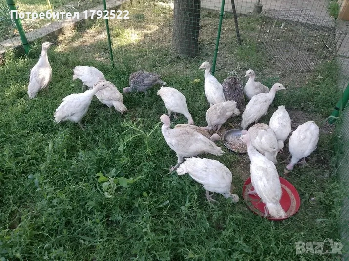 Продавам пуйчета, снимка 1