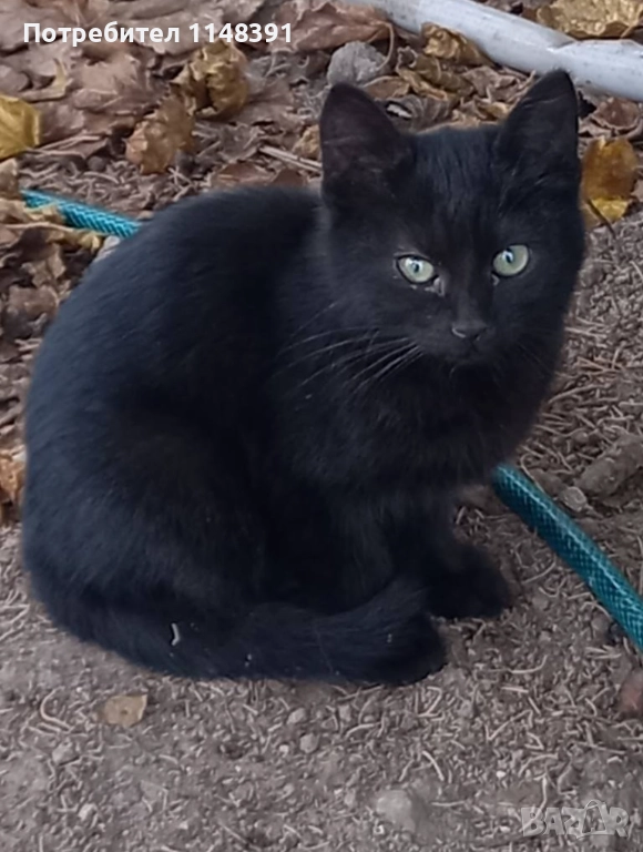 Подаряваме малко коте , снимка 1