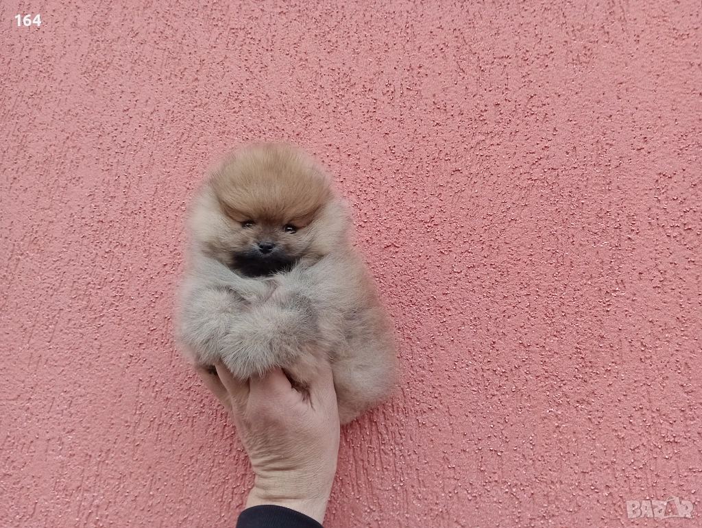 Мъжки оранжев мини Померан. Реални снимки от 11.01.26 г. Померанче, снимка 1