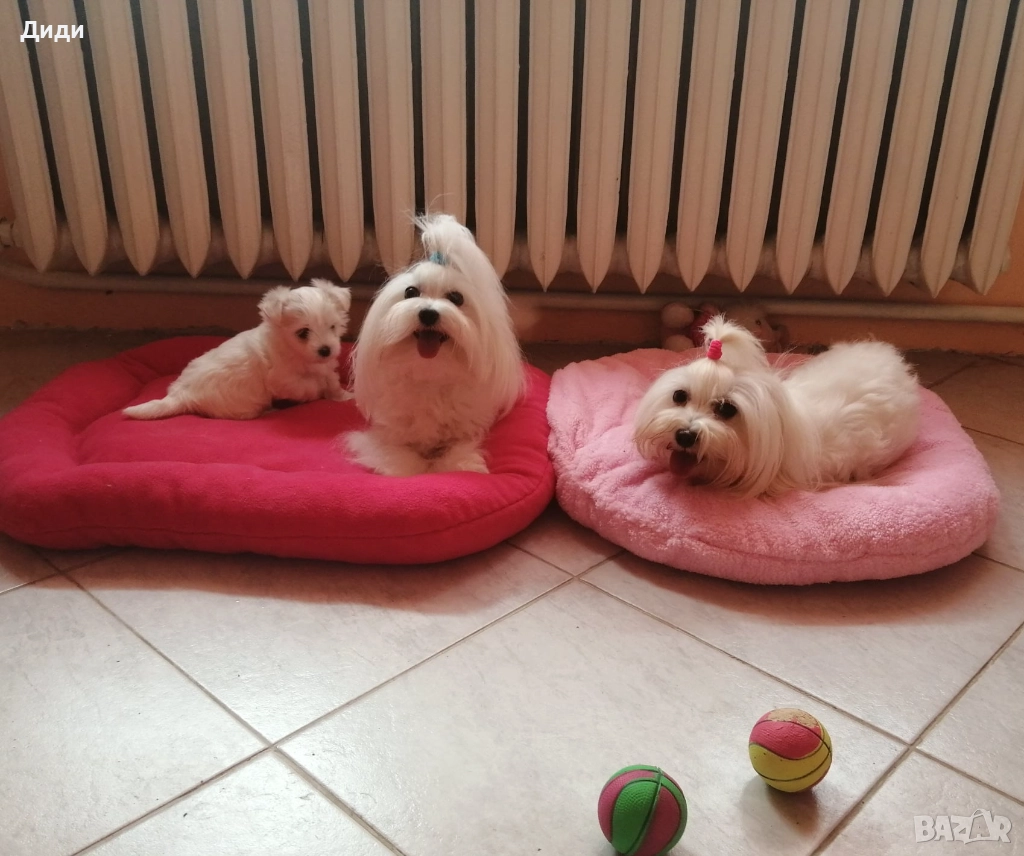 Малтийска болонка, снимка 1